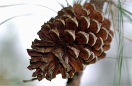 pine cone