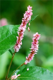 Pink Flower