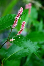 Pink Flower