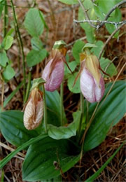 pink lady's slipper