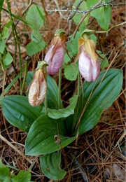 pink lady's slipper