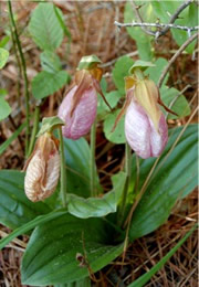 pink lady's slipper