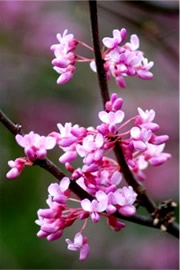 Pink Tree Flowers