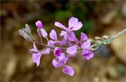 Schoenocrambe linearifolia - Slimleaf Plainsmustard