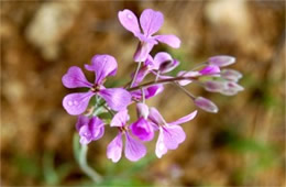 Schoenocrambe linearifolia - Slimleaf Plainsmustard