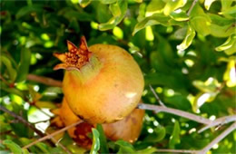 Punica granatum - Pomegranate