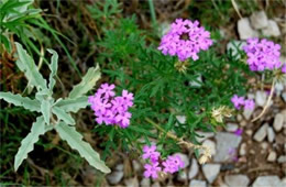 Glandularia bipinnatifida - Prairie Verbena