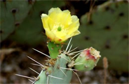 Prickly Pear Cactus Flower