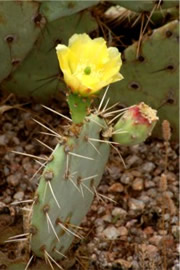 Prickly Pear Cactus Flower