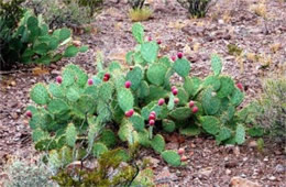 Prickly Pear Cactus