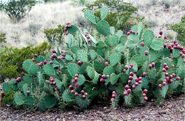 Prickly Pear Cactus