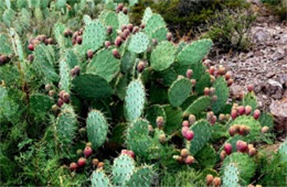 Prickly Pear Cactus