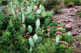 Prickly Pear Cactus