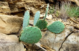 Prickly Pear Cactus