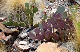 Prickly Pear Cactus