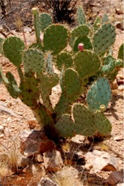 Prickly Pear Cactus