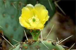 Prickly Pear Cactus Flower