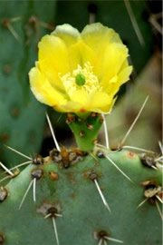 Prickly Pear Cactus Flower