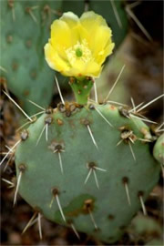 Prickly Pear Cactus Flower