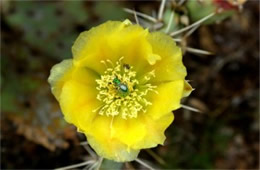 Prickly Pear Cactus Flower