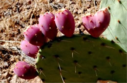 Prickly Pear Cactus Fruit