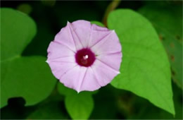 Ipomoea trichocarpa - Purple Bindweed