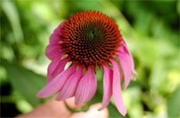 Echinacea purpurea - Purple Coneflower