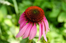 Echinacea purpurea - Purple Coneflower