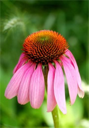 Echinacea purpurea - Purple Coneflower