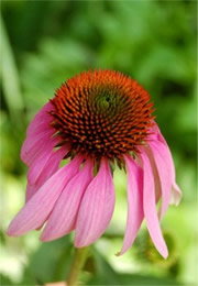 Echinacea purpurea - Purple Coneflower