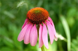 Echinacea purpurea - Purple Coneflower