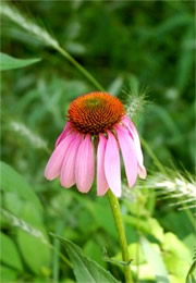 Echinacea purpurea - Purple Coneflower