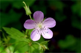 Purple Wildflower