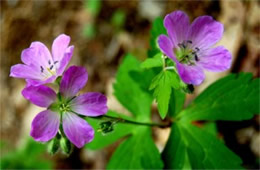 Purple Wildflower