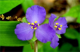 Purple Wildflower