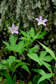 Purple Wildflower