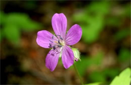 Purple Wildflower