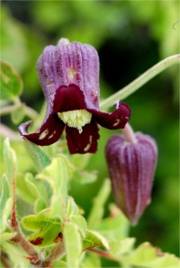 Clematis pitcheri - Purple Leatherflower