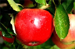 Red Apple