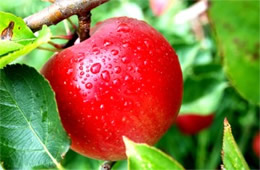 Red Apple