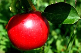 Red Apple