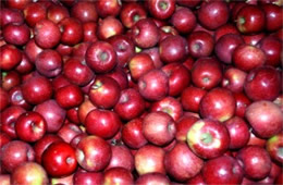 Red Apples