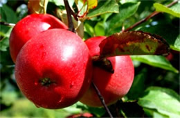 Red Apples