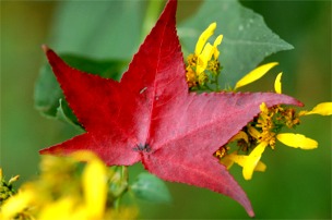 red maple leaf