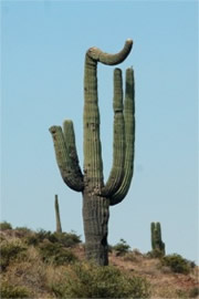 Suguaro Cactus