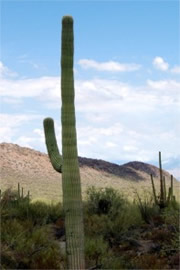 Suguaro Cactus