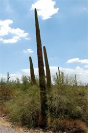 Suguaro Cactus