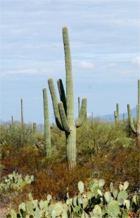 Suguaro Cactus