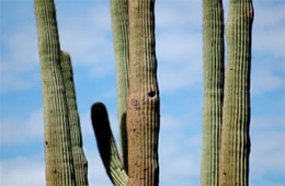 Suguaro Cactus