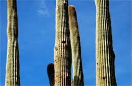 Saguaro Cactus